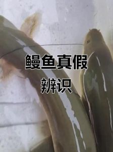 鳗鱼是淡水鱼吗_淡水海洋两栖，营养美味需保护