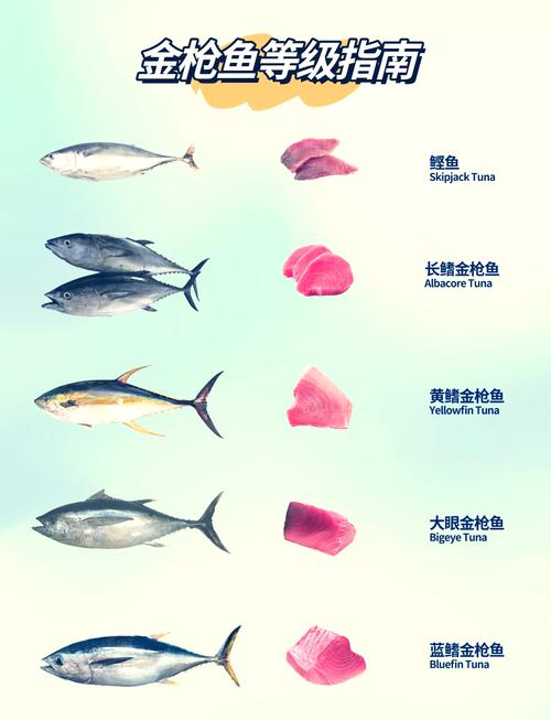 鲣鱼和金枪鱼的区别_鲣鱼柴价亲民，金枪鱼贵嫩适寿司