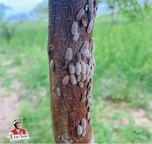 吃树汁液的虫子叫什么_树木虫害防治及喷泉现象