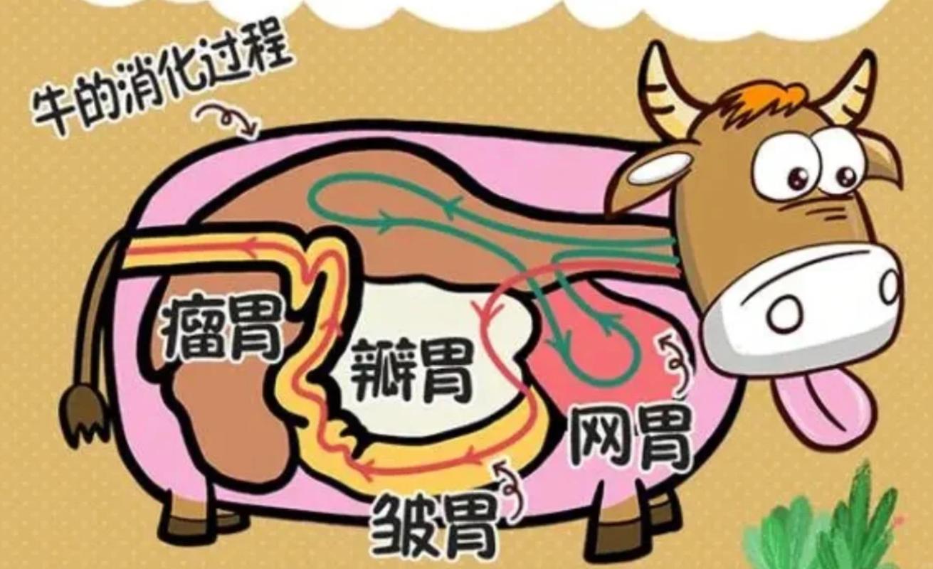 百叶和毛肚的对比图_毛肚百叶火锅，牛胃部位大不同