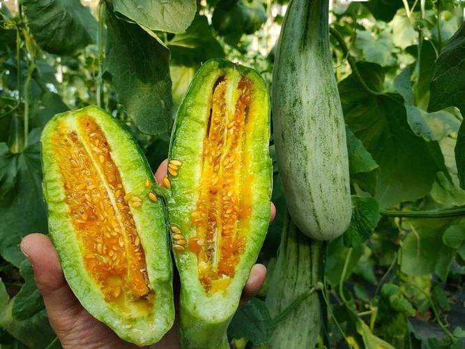 像黄瓜一样的瓜叫什么_清香爽脆，营养美味