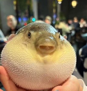 河豚是冷水鱼吗_河豚不是冷水鱼，热带鱼养殖需注意