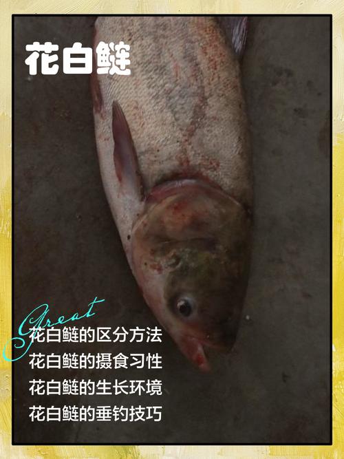 鲢鳙和鲢鱼的区别图片_鲢鱼和鳙鱼怎么区分？头大小斑点食性大不同