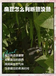 炒扁豆怎么判断熟没熟_扁豆熟透颜色变暗绿，软糯无腥味，炒制要熟透