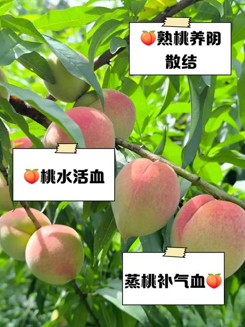 美食文化探讨:男生78如何怒怼女生关于桃子的吃法与口味偏好大揭秘 美食文化探讨:男生78如何怒怼女生关于桃子的吃法与口味偏好大揭秘