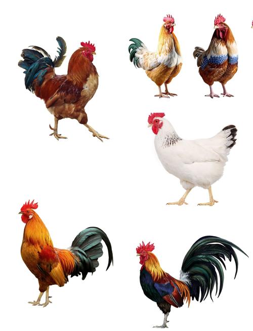 线鸡与公鸡的区别图片_外貌性格大不同