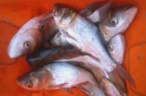 白鲢和花鲢哪个刺少_白鲢花鲢哪个好？鱼丸清蒸各有爱