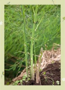 芦笋是冬天的菜吗_冬日绿宝芦笋，鲜嫩营养，简单美味！