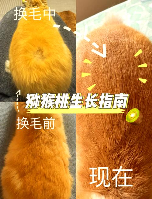 兔子怎么拔毛最快最干净_兔毛热水软化顺方向拔 兔子怎么拔毛最快最干净_兔毛热水软化顺方向拔