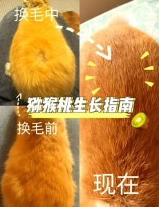 兔子怎么拔毛最快最干净_兔毛热水软化顺方向拔