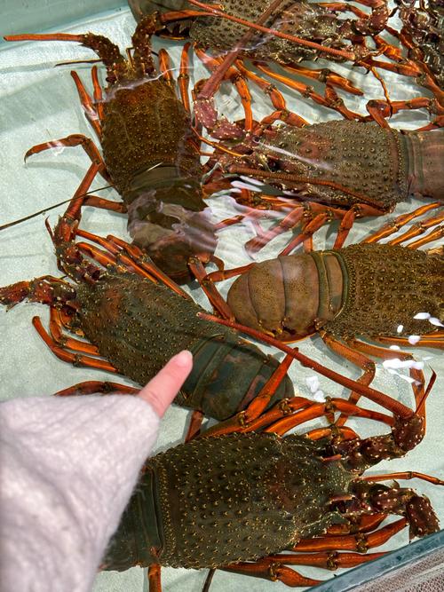 澳带是什么海鲜图片_鲜美爽口,营养丰富 澳带是什么海鲜图片_鲜美爽口,营养丰富