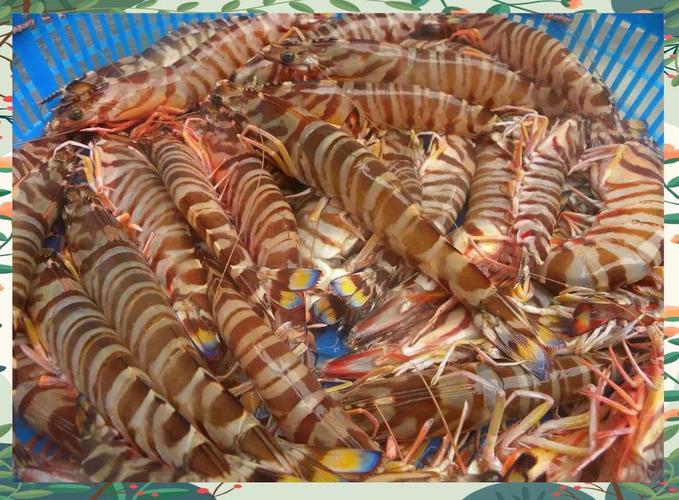 九节虾是深水虾吗_外观口感大不同