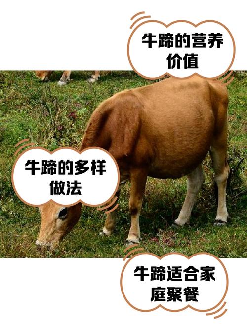 牛蹄子为什么这么难吃_牛蹄难啃难吃不受欢迎 牛蹄子为什么这么难吃_牛蹄难啃难吃不受欢迎