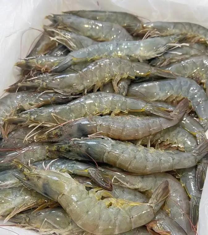 沙特虾就是南美白对虾吗_鲜美营养,全球热销 沙特虾就是南美白对虾吗_鲜美营养,全球热销