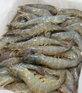 沙特虾就是南美白对虾吗_鲜美营养，全球热销