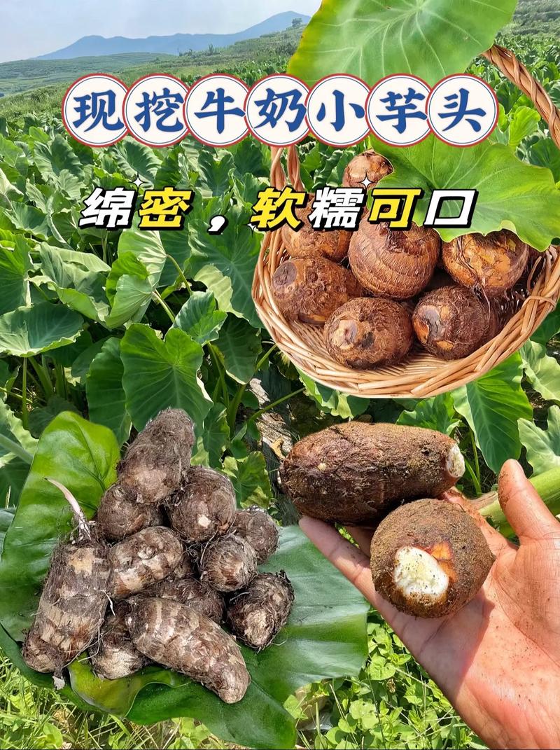 小芋头家常做法大全_蒸煮甜品做法全攻略
