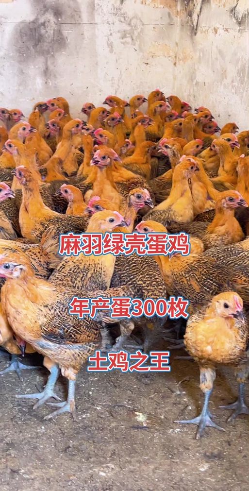 网上买的麻羽鸡是真的吗_83.8元三只麻羽鸡争议多,网购鸡苗需谨慎! 网上买的麻羽鸡是真的吗_83.8元三只麻羽鸡争议多,网购鸡苗需谨慎!