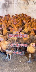 网上买的麻羽鸡是真的吗_83.8元三只麻羽鸡争议多，网购鸡苗需谨慎！