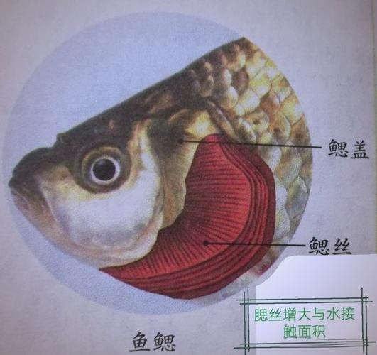 鳃裂是鱼的哪个部位_呼吸关键结构,适应水生环境 鳃裂是鱼的哪个部位_呼吸关键结构,适应水生环境