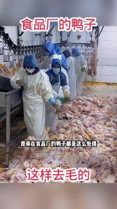 鸭子身上小毛怎么去干净_鸭毛去除技巧与沙姜焖鸭做法