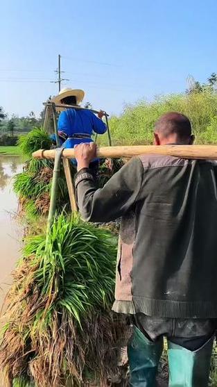 厨房插秧插哪一边的做法与注意事项详解