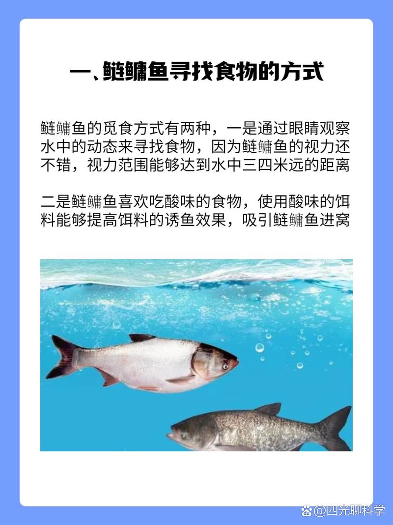 鲢鳙和鲢鱼的区别图片_鲢鱼和鳙鱼怎么区分？头大小斑点食性大不同