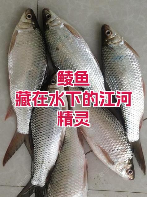 鲮鱼是淡水鱼吗_珠江海南特产，食藻杂食，耐寒差需保护