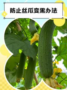 三个小技巧丝瓜不发黑做法_丝瓜变黄怎么办？盐水柠檬汁来帮忙！