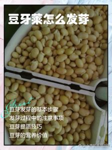 豆子揉出技巧详细教学视频：掌握正确方法轻松完成制作过程