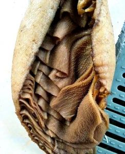 百叶和毛肚的对比图_毛肚百叶火锅，牛胃部位大不同