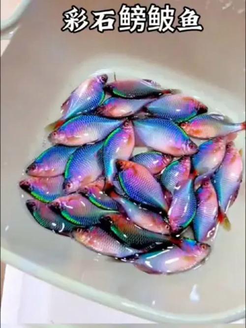 鳑鲏鱼是冷水鱼吗_鳑鲏鱼爱温水 别当冷水鱼养