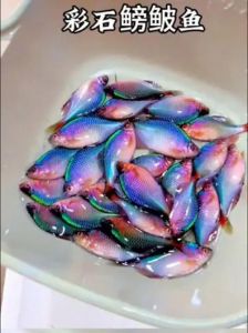 鳑鲏鱼是冷水鱼吗_鳑鲏鱼爱温水 别当冷水鱼养