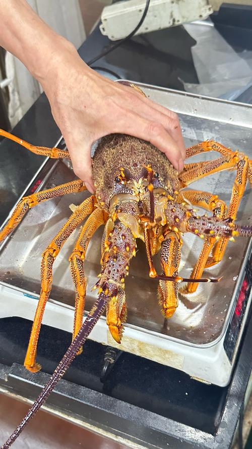 澳带是什么海鲜图片_鲜美爽口,营养丰富 澳带是什么海鲜图片_鲜美爽口,营养丰富