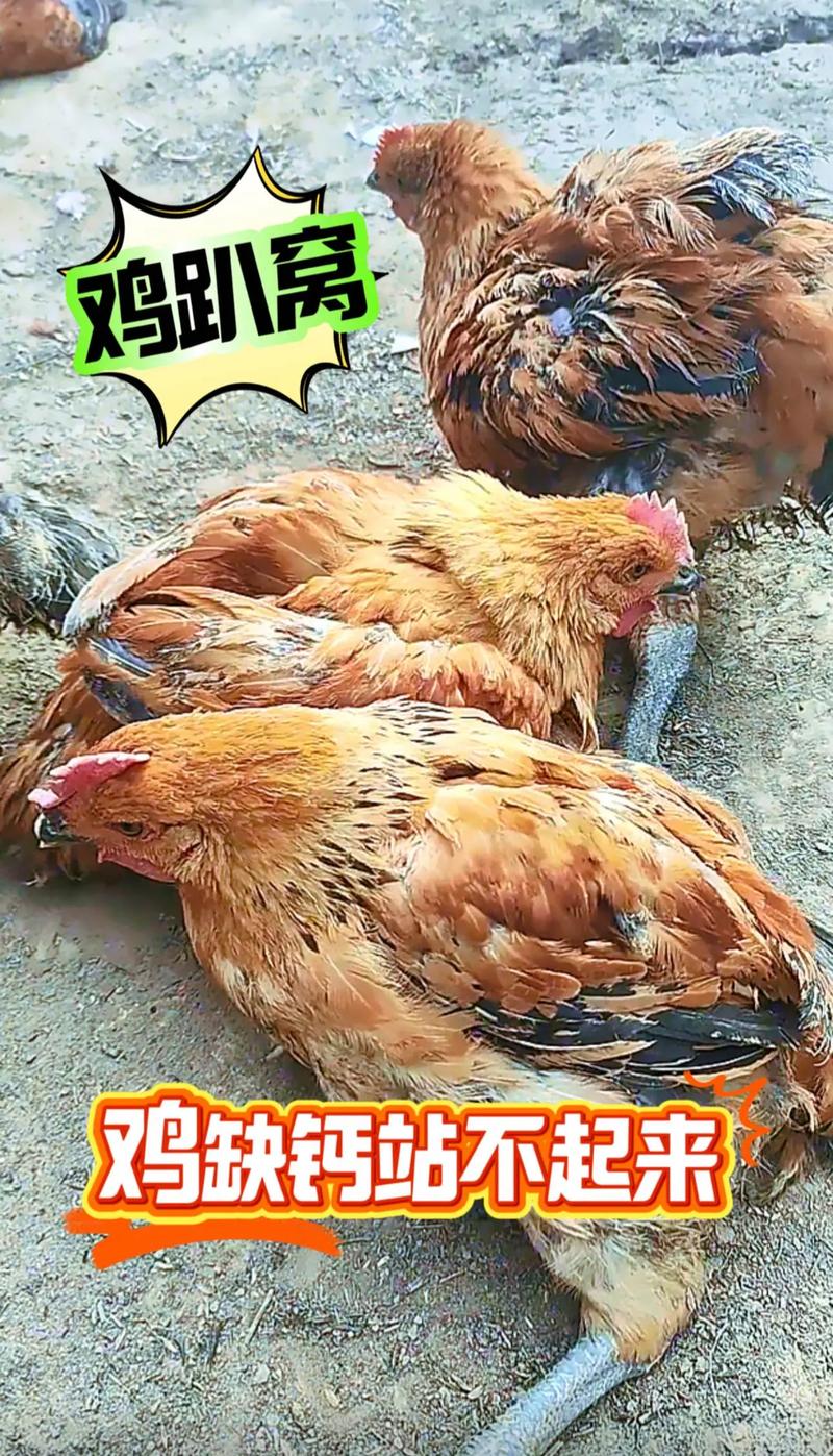 养的小鸡为什么总趴着_小鸡趴着不动？快查原因！