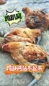 养的小鸡为什么总趴着_小鸡趴着不动？快查原因！