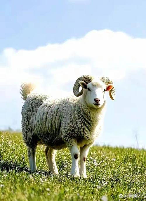 羊什么长相_绵羊温顺产毛，山羊倔强产奶肉