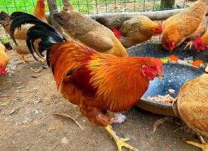 公鸡阉了叫什么鸡_肉质好又吉祥的美食