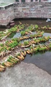 玉米坏了是什么样的_玉米变质发霉有异味，赶紧扔掉别吃！