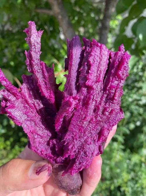 紫薯可以留种吗_选种育苗栽插管理全攻略