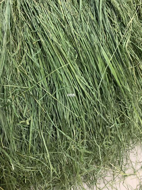 嫩草 M 码与欧洲码的本质区别解析:食材等级与产地的差异探讨 嫩草 M 码与欧洲码的本质区别解析:食材等级与产地的差异探讨