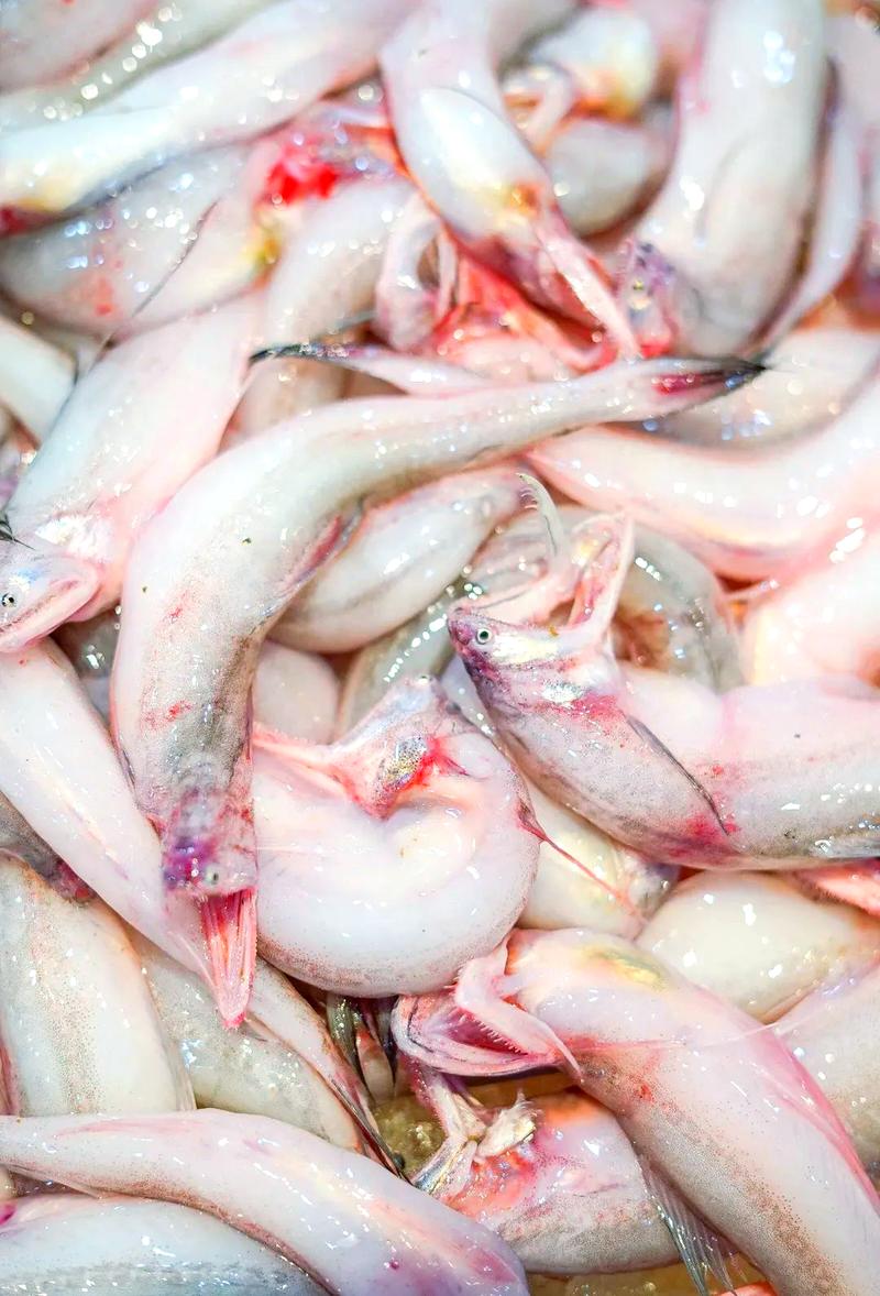 东海虾潺是什么_东海小白龙，豆腐鱼虾潺，鲜美营养