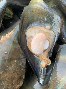 海产品带子是什么东西_北方江瑶柱，南方扇贝肉，干制为干贝，鲜美营养，喜庆食材