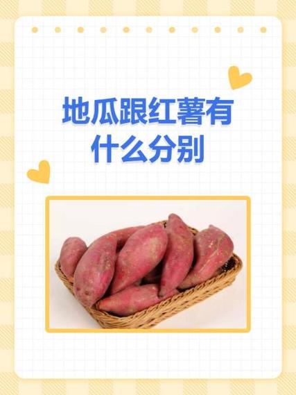 山芋和红薯是一样的吗_红薯营养好，多吃身体棒！