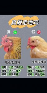 嫩公鸡和老公鸡的区别_公鸡肉嫩易消化，老鸡肉紧实适合炖汤