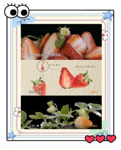 水蜜桃和草莓的DIY玩法：多样制作方法与创意搭配探索