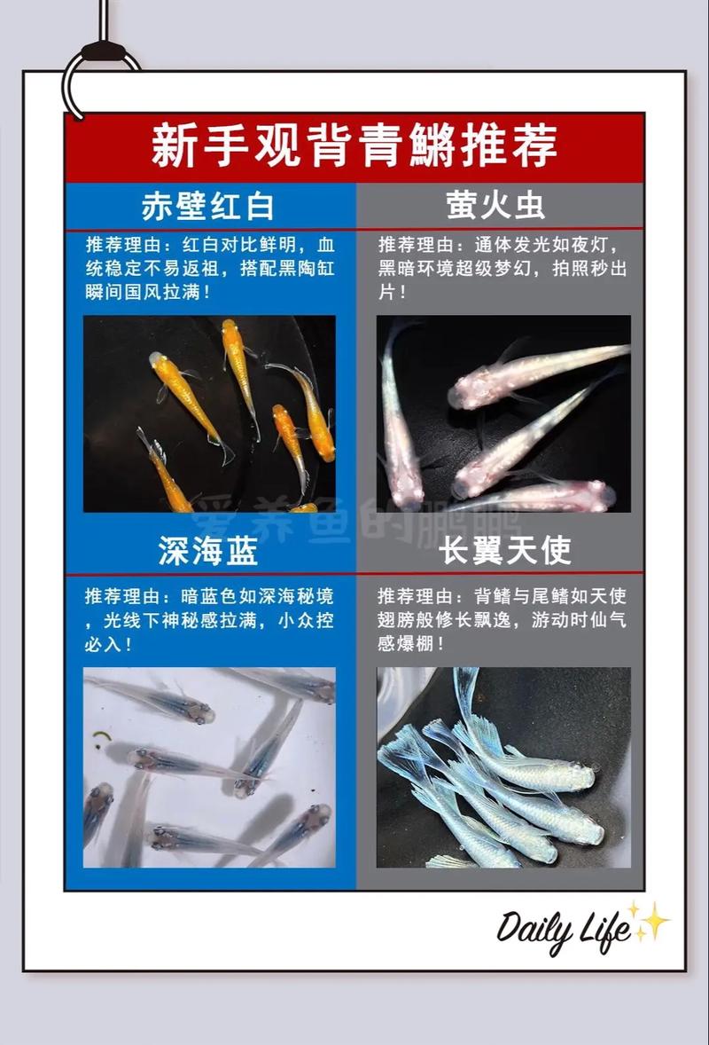 观背青鳉鱼是冷水鱼吗_观背青鳉养水要稳，控食慎混养，用绿水喂