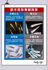 观背青鳉鱼是冷水鱼吗_观背青鳉养水要稳，控食慎混养，用绿水喂