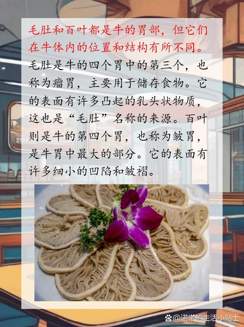 百叶和毛肚的对比图_毛肚百叶火锅，牛胃部位大不同