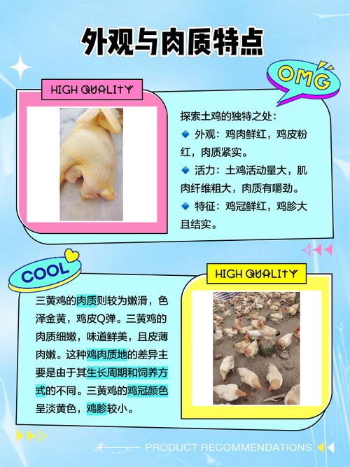 子鸡和三黄鸡的区别_三黄鸡炖煮，子鸡爆炒，选对才美味！