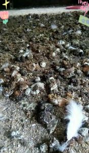 鸡寸屎的部位_腺体免疫器官，食用有争议